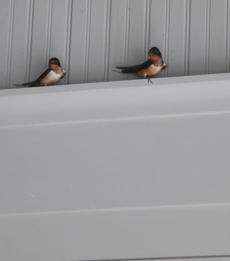 I noticed that these swooping birds suddenly arrived in the carport.
