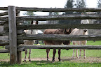 I LOVE the donkeys!