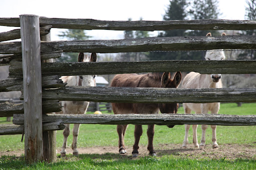 I LOVE the donkeys!