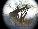 A mother giraffe with the smallest baby giraffe we'd seen yet! Transition to Madagascar - 072.jpg