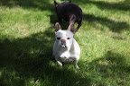 Francesca, maybe I should invest in some sunscreen!  Did you know they make special dog-friendly sunscreen?  It doesn't contain things like zinc, which can be harmful if ingested!