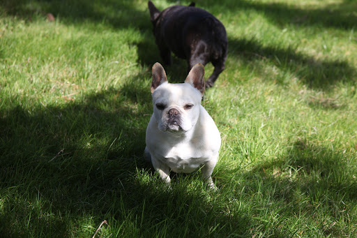Francesca, maybe I should invest in some sunscreen!  Did you know they make special dog-friendly sunscreen?  It doesn't contain things like zinc, which can be harmful if ingested!