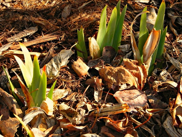 [iris%255B4%255D.jpg]
