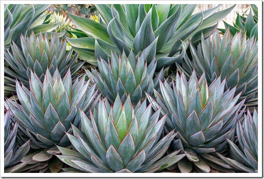120929_SucculentGardens_Agave-Blue-Glow_06