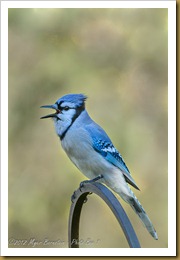 Blue Jay - Cyanocita cristata Blue Jay - Cyanocita cristata