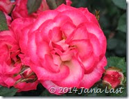IMG_0269 IMG_0269