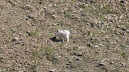 glacier_national_park_-_2009