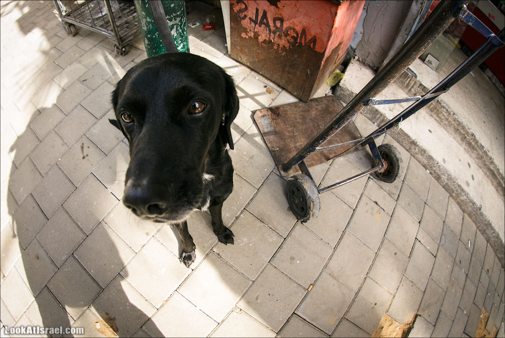 Гав портреты Тель Авива в цифрах