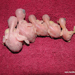 Nov 9-11 babies  Bella's 3 and 2 foster babies.JPG