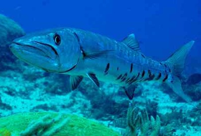 great-barracuda