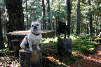We love coming up here and listening to all of the birds singing.  It smells so good, too.