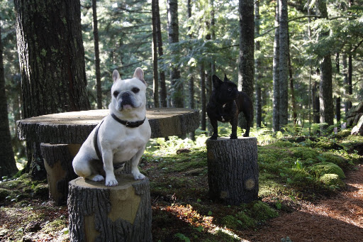 We love coming up here and listening to all of the birds singing.  It smells so good, too.