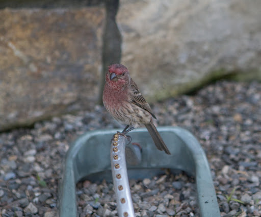 I'd say that Mr. Peterson was quite accurate with that description.  You must be a male because of the pinkish-red on your head and breast.  Female purple finches have no red.