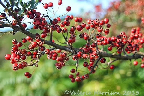 [22-hawthorn-berries%255B2%255D.jpg]