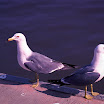 20090307 Reala_48-Edit.jpg