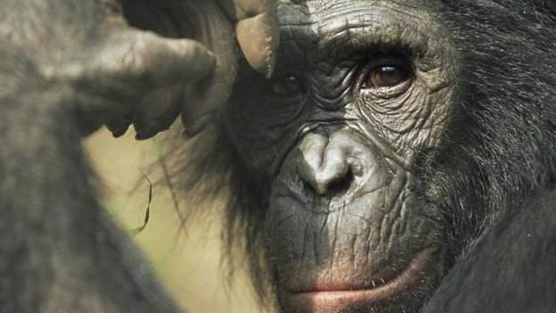 Bonobos have less far territory to roam. Great apes, such as gorillas, chimps, and bonobos, are running out of places to live, says a 2012 study. Scientists have recorded a dramatic decline in the amount of habitat suitable for great apes, according to the first such survey across the African continent. BBC