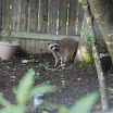 Racoon in Backyard.jpg