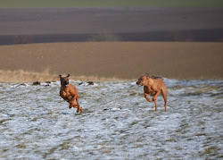 DSC_4968.JPG