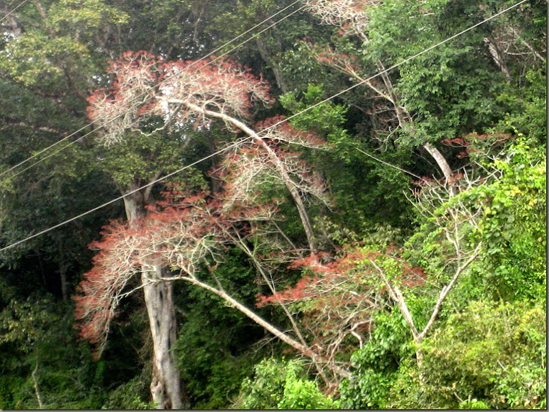 Mountain Forest