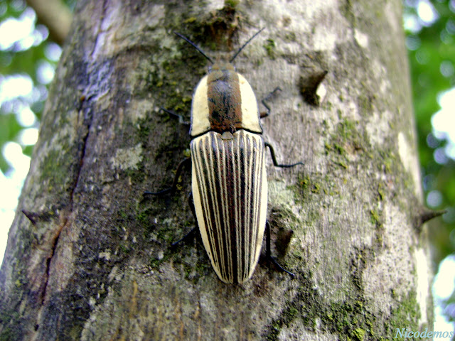 Lépidoptères de Pitangui au Minas Gerais - Elateridae : Agrypninae : Chalcolepidus zonatus ESCHS, 1829. Pitangui (MG, Brésil), 21 octobre 2009. Photo : Nicodemos Rosa