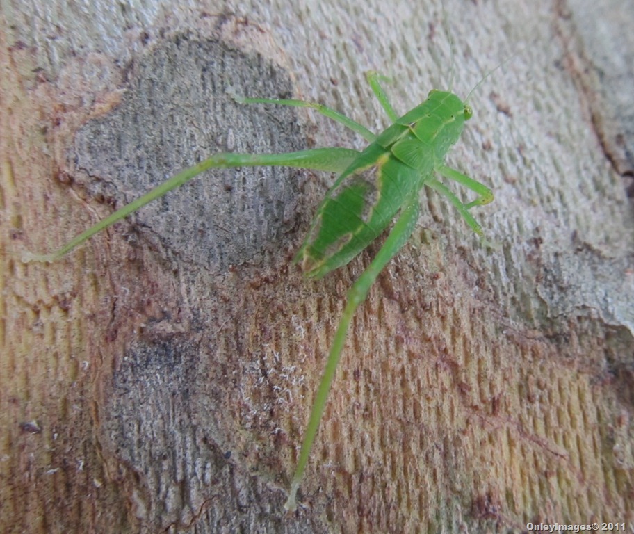 [grasshopper-1112.jpg]