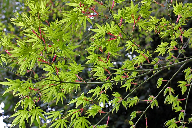 [110316_green_acer_08%255B2%255D.jpg]