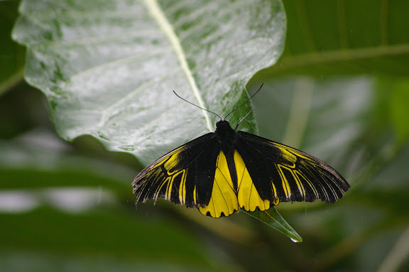 Troides amphrysus flavicollis DRUCE, 1873, mâle. Moyoc, Crocker Range (Sabah, Malaisie, Bornéo), 18 août 2011. Photo : J.-M. Gayman