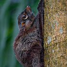 Juvenile Flying Lemur