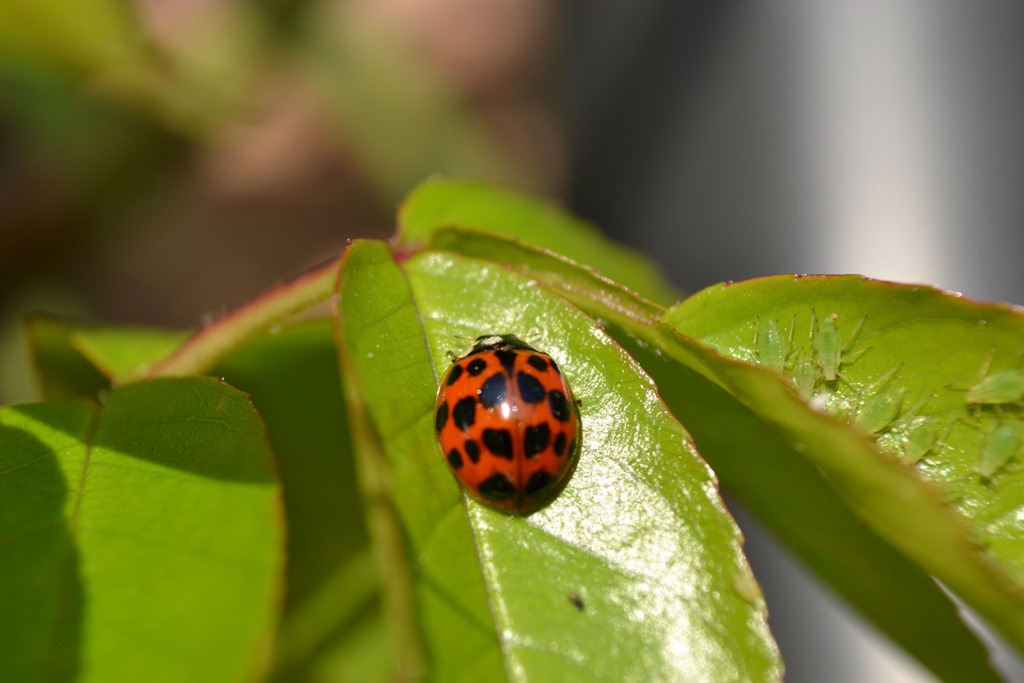 [Multi-spot%2520ladybird%255B3%255D.jpg]