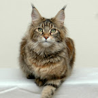 Bearcloud Hope @ 8 months hop_0016.jpg