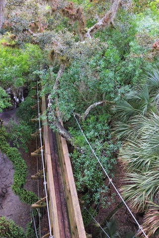 Canopy Walk Myakka2