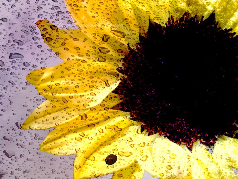 [Sunflower_Vivid%255B6%255D.jpg]
