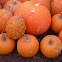 Pumpkins