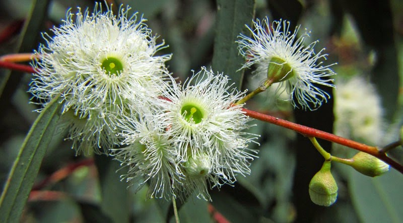 [Eucalyptus_camaldulensis%255B2%255D.jpg]