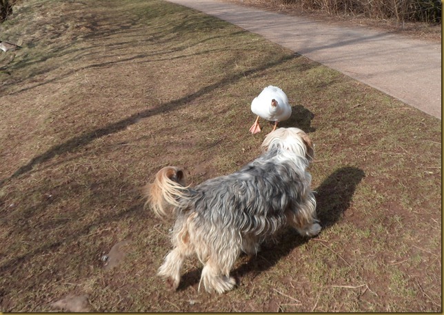 SAM_4865 Hello Goose SAM_4865 Hello Goose