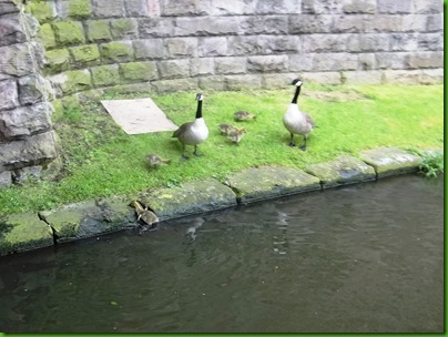 009-1  Family of Canada Geese