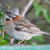 Rufous collared sparrow [a].jpg