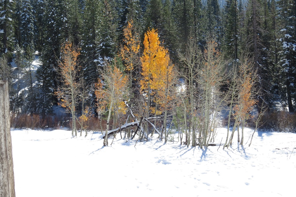 [October%252025%2520Truckee%2520013%255B8%255D.jpg]