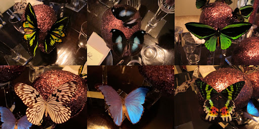 Some of my favorite butterflies. How incredible is the blue one that almost glows?
