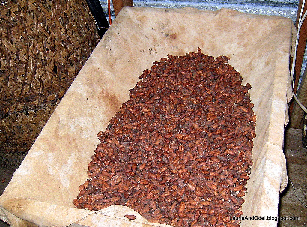 [Cacao%2520seeds%252C%2520dried%2520and%2520roasted.%255B10%255D.jpg]
