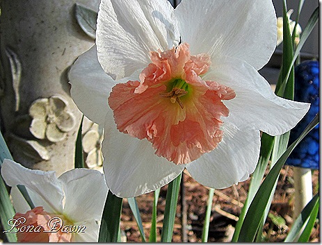 Daffodil_Pinks