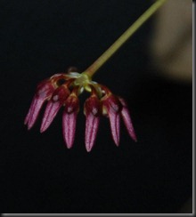 Bulbophyllum corolliferum var atropurpureum