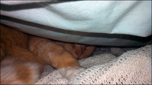 Leo in bed Leo in bed