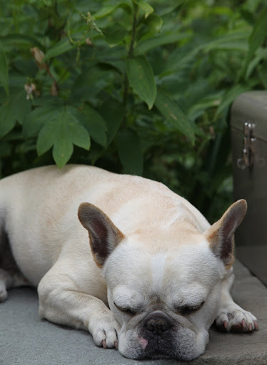 No matter - I'll take a quick nap and wait for him.  He will have a nice reward for me.