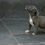 PITBULLMODERNOOVERBULLYSUPERAMERICANSTAFFORDEOLDEBULLDOGGECINZAECHOCOLATE