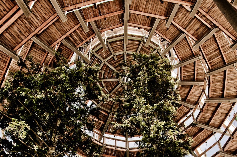 bavaria-treetop-walk-4 bavaria-treetop-walk-4