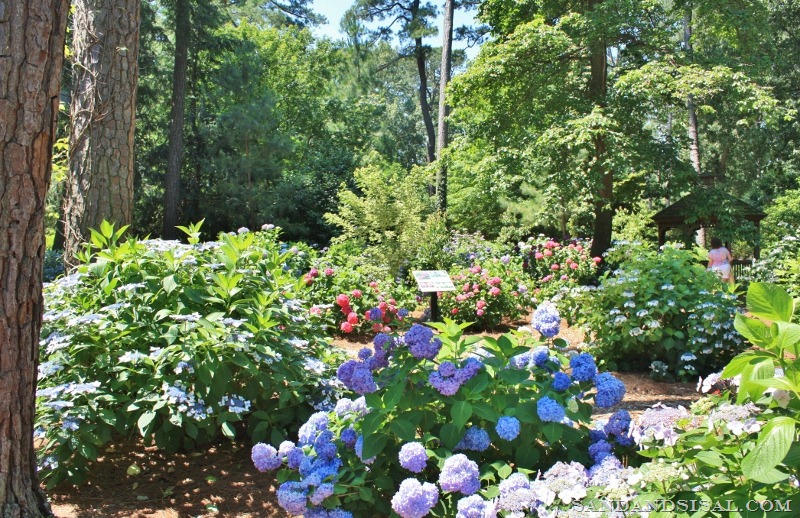 [Hydrangea%2520Garden%2520%2528800x518%2529%255B7%255D.jpg]
