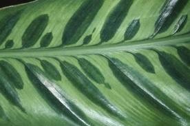 [chinese%2520evergreen%255B2%255D.jpg]