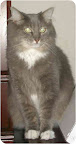The stunning Ms. Paris, from Green Cove Springs, Florida, is great with kids as well as other cats and dogs. Her coat is stunning, and she just want to have it stroked by a loving adoptive family.