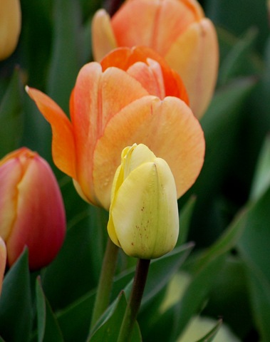 [tulips102.jpg]